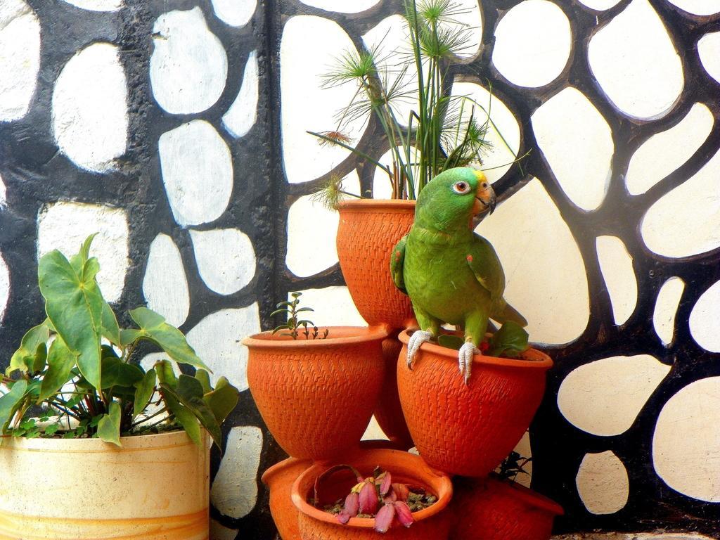 Posada Martha Tolima Саленто Номер фото